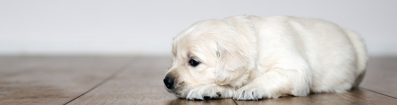 Kokias grindų dangas rinktis?